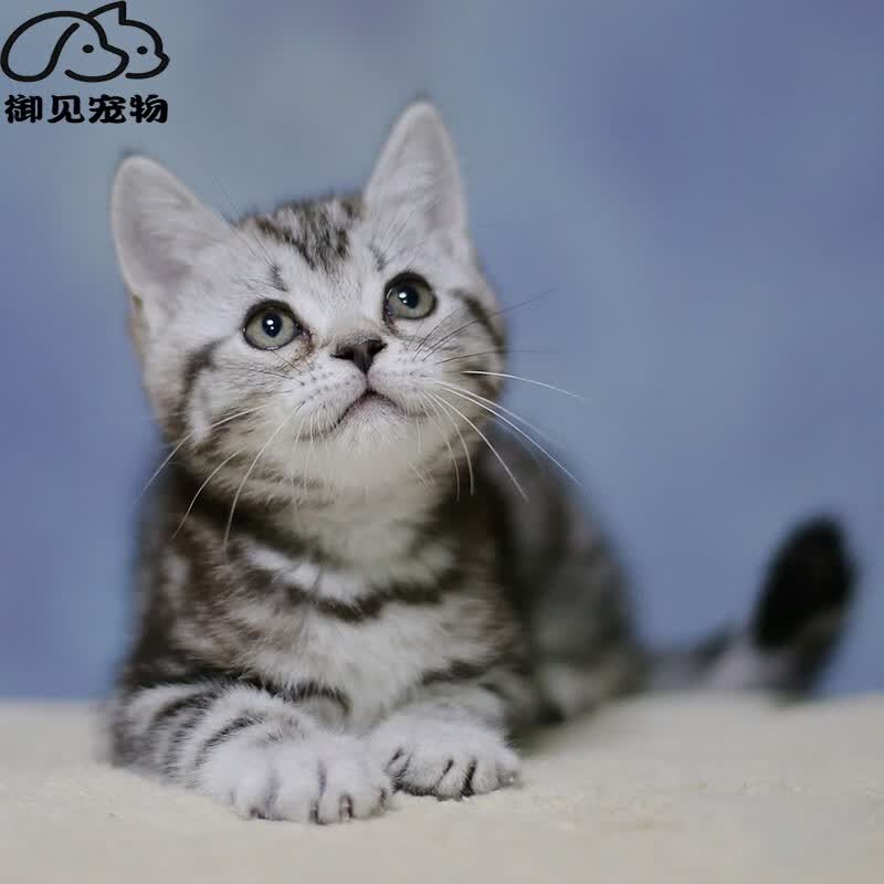 御见 美短猫活体 美短虎斑猫 美短标斑 宠物猫幼猫活体幼体 家养小