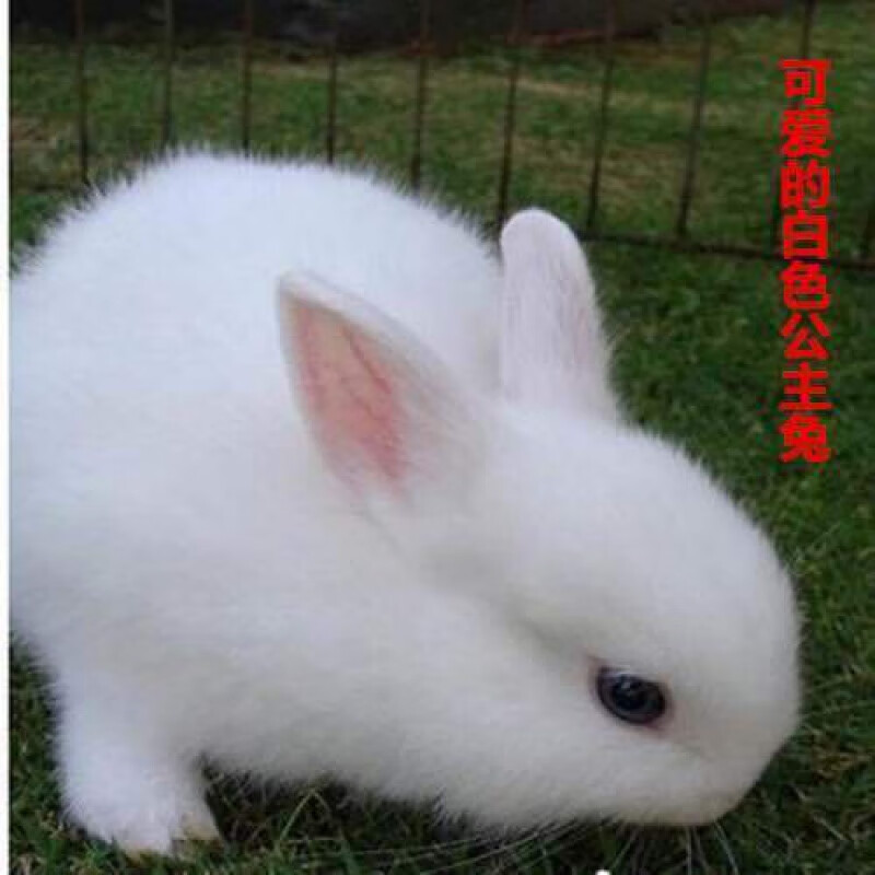 白色小公主兔兔 一只公兔