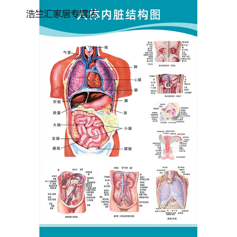 以琛医院科室头部脑神经系统人体解剖结构示意图大脑血液循环医学挂图