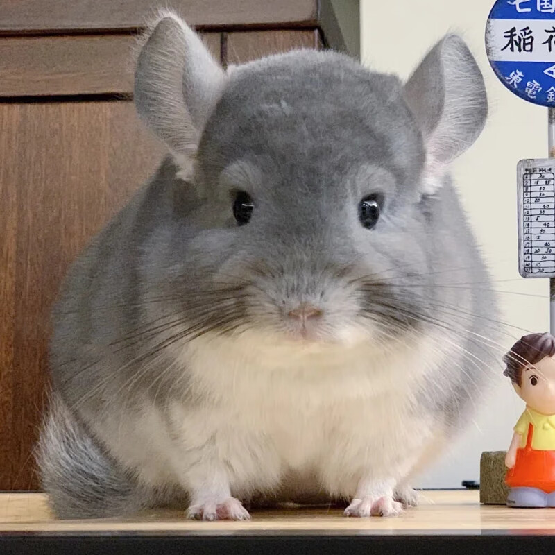 芮蜜龙猫活物活体标灰活体幼崽长毛卷毛宠物 紫灰 纯白 银白 定金价格