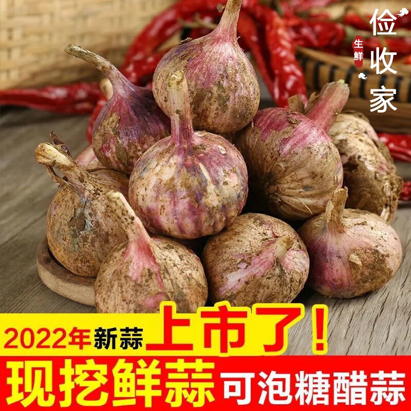 蒜紫皮大蒜腌制糖蒜醋蒜嫩蒜头干蒜10斤 5斤中果现挖湿蒜(价格实惠哦)