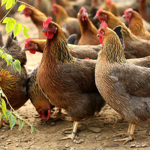 一斤正宗麻羽绿壳蛋鸡苗下蛋王苗散养土鸡活体脱温苗草鸡笨鸡