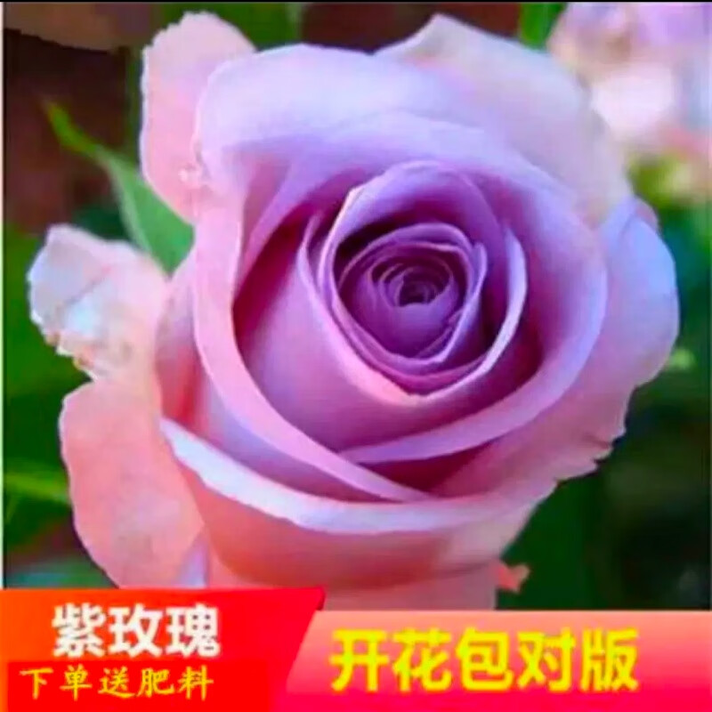 十年3棵玫瑰花苗老桩玫瑰苗盆栽地载花卉观花植物室内室外花蔷 紫玫瑰