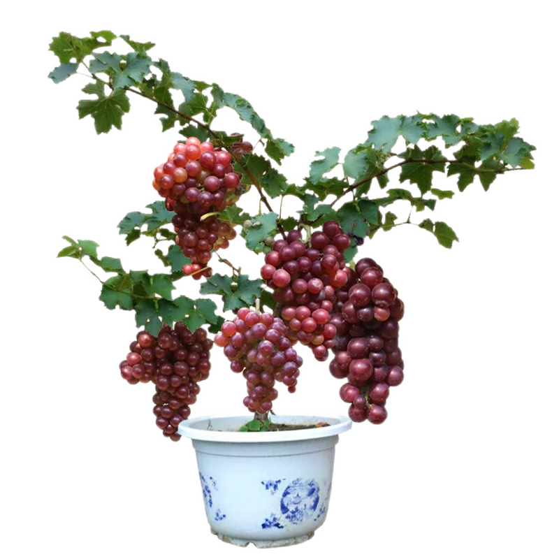 尔澜 巨峰葡萄树苗包结果庭院阳台盆栽地栽果树苗葡萄苗苗木源头直发