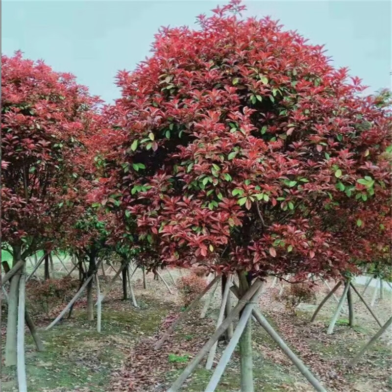 欧悟?；ㄊ髅绶缇笆骱扉肥魍ピ鸿锸餍械朗髂秃邮髀袒こ淌髅缋榘拭?红叶石楠 精品苗7公分粗1颗