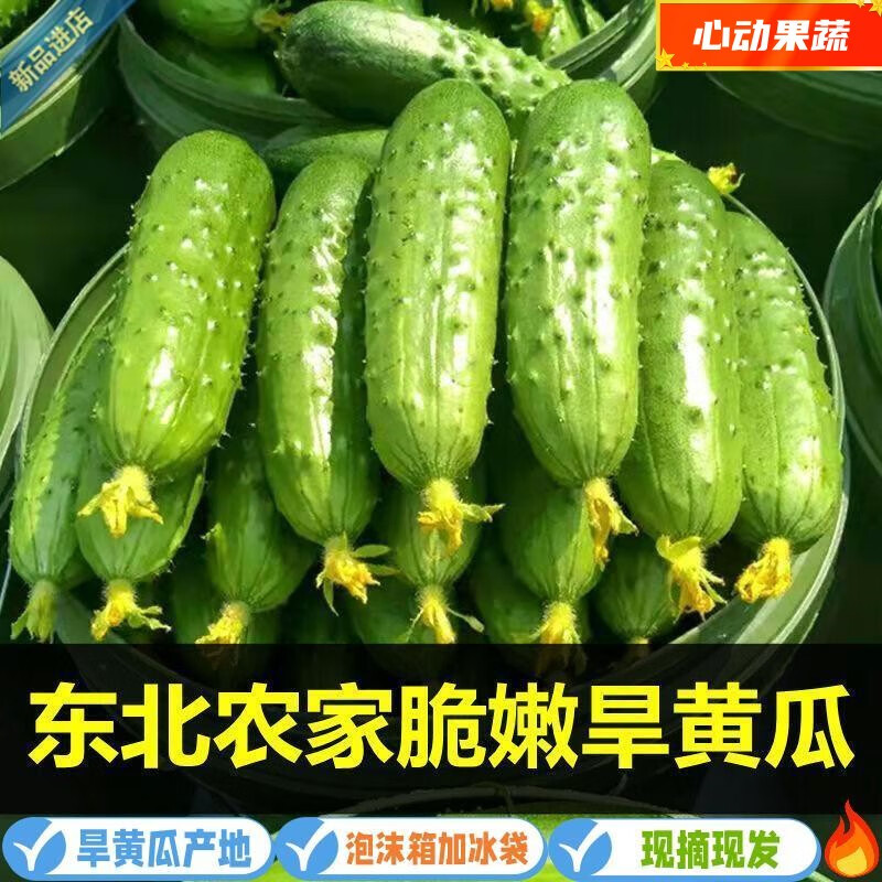 鲜级佳东北新鲜旱黄瓜5斤水果小黄瓜生吃脆甜果农现摘山东青瓜凉瓜