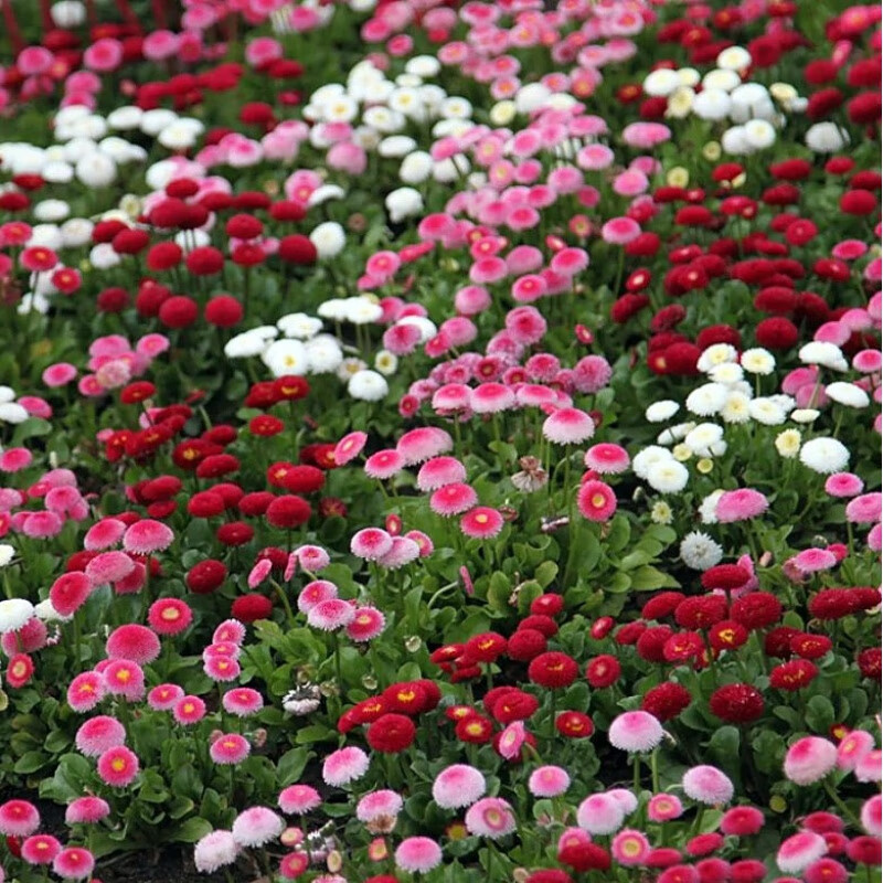 【石竹混色】1000粒 肥(颜色齐全 其他