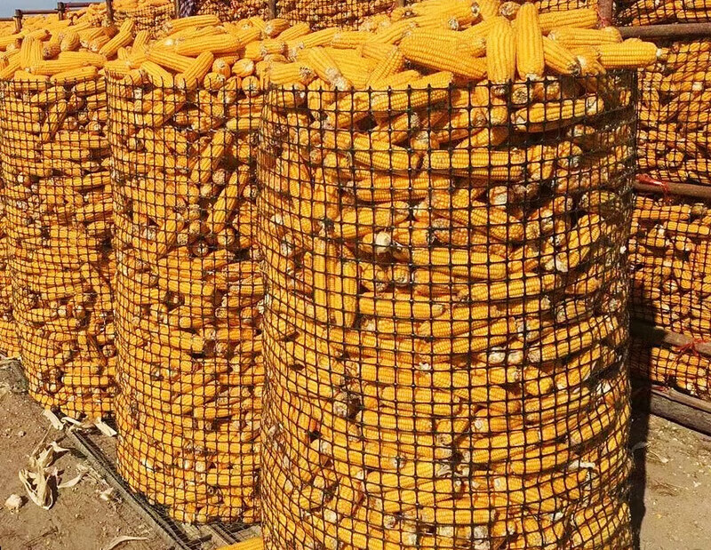 塑料圈玉米网围栏新型囤玉米楼子玉米围栏网抗晒抗老化能重复使用 1.