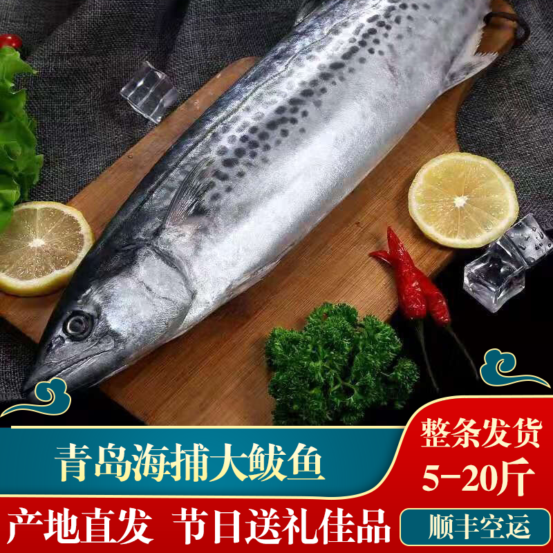 海升东 大鲅鱼马鲛鱼 青岛大鲅鱼 1-20斤 新鲜海捕礼品伴手礼 海鲜