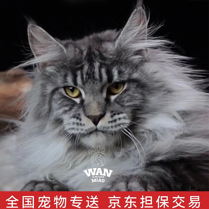 涴喵宠物生活旗舰店-聪明、健康的小伙伴，价格趋势稳定|手机查猫咪活体京东历史价格