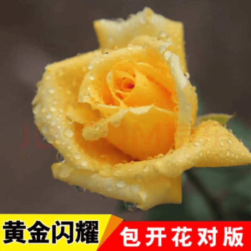 玫瑰老根当年玫瑰花盆栽开花月季花苗月季 植物室内 不含盆 黄金闪耀