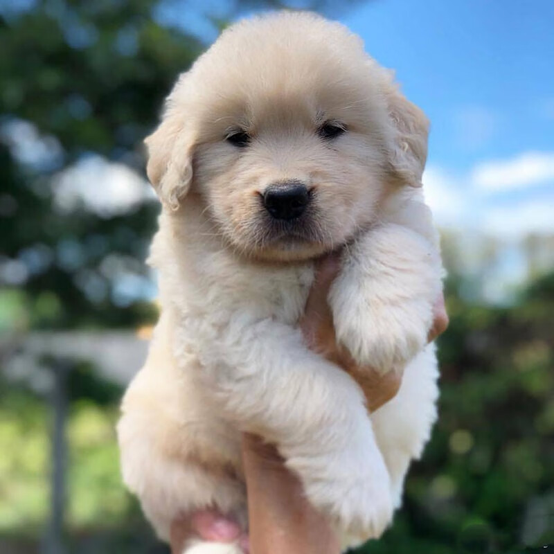 家养宠物狗赛级暖男伴侣金毛犬幼崽(包活30天) 单血统奶白色疫苗齐全