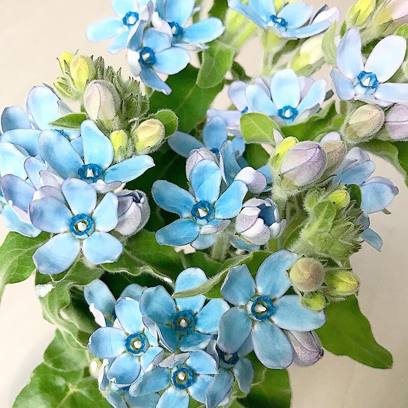 姒桀蓝星花直发昆明直批基地斗南花市插花水养花束配花 蓝星花(蓝色10