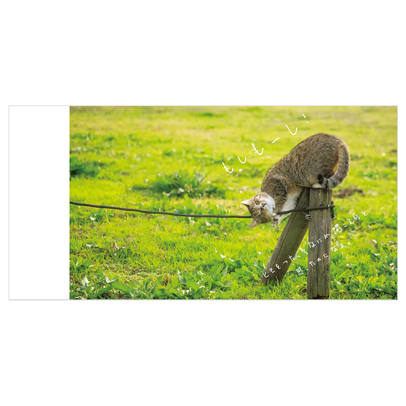 【现货】猫咪日常 常にゃ飯事 进口原版日文摄影作品集艺术 善本图书