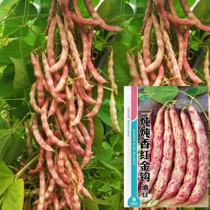 不老豆角四季豆春季东北无筋豆蔬菜籽压塌架 炖炖香红金钩油豆种子20g