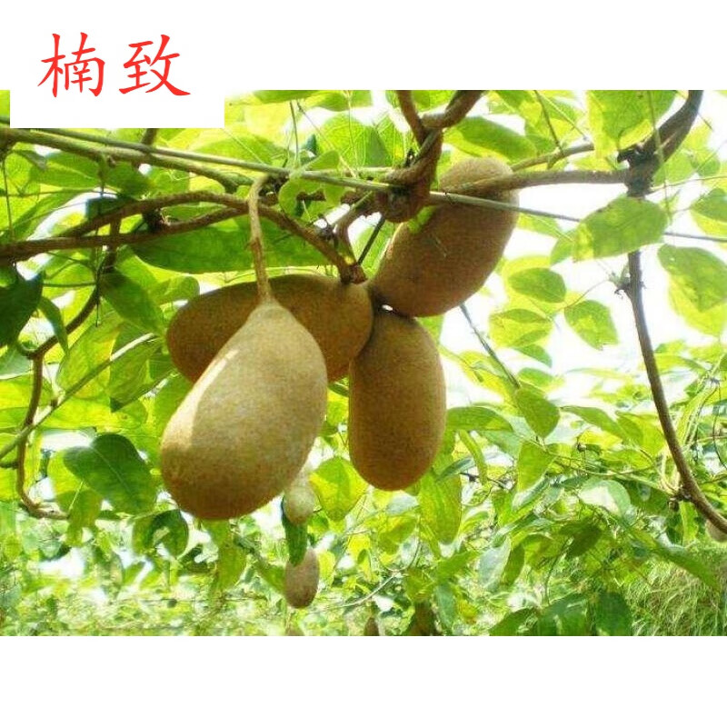 楠致 八月瓜 果树苗当年结果野生八月瓜苗四季种植南方八月炸树苗