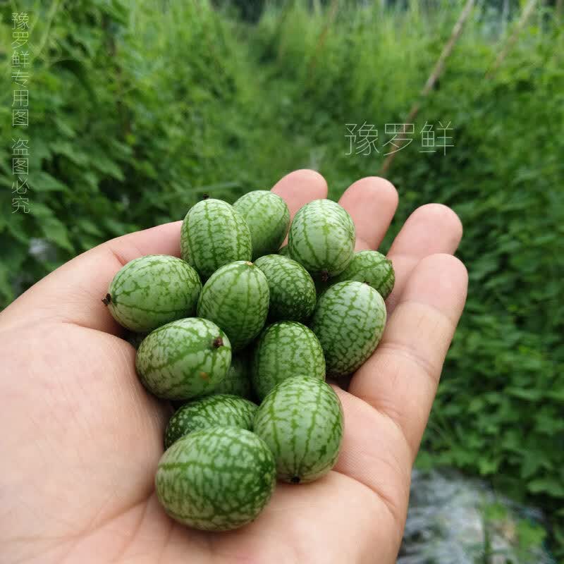现摘新鲜拇指西瓜水果迷你小西瓜佩普基诺时令手指西瓜袖珍新奇 125克拇指西瓜
