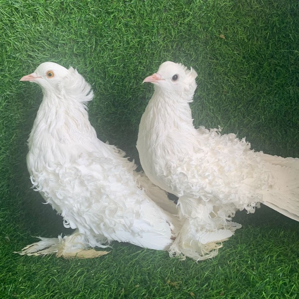 芙蓉种鸽活体一对观赏鸽子信鸽元宝淑女两头乌包健康包活邮受精蛋