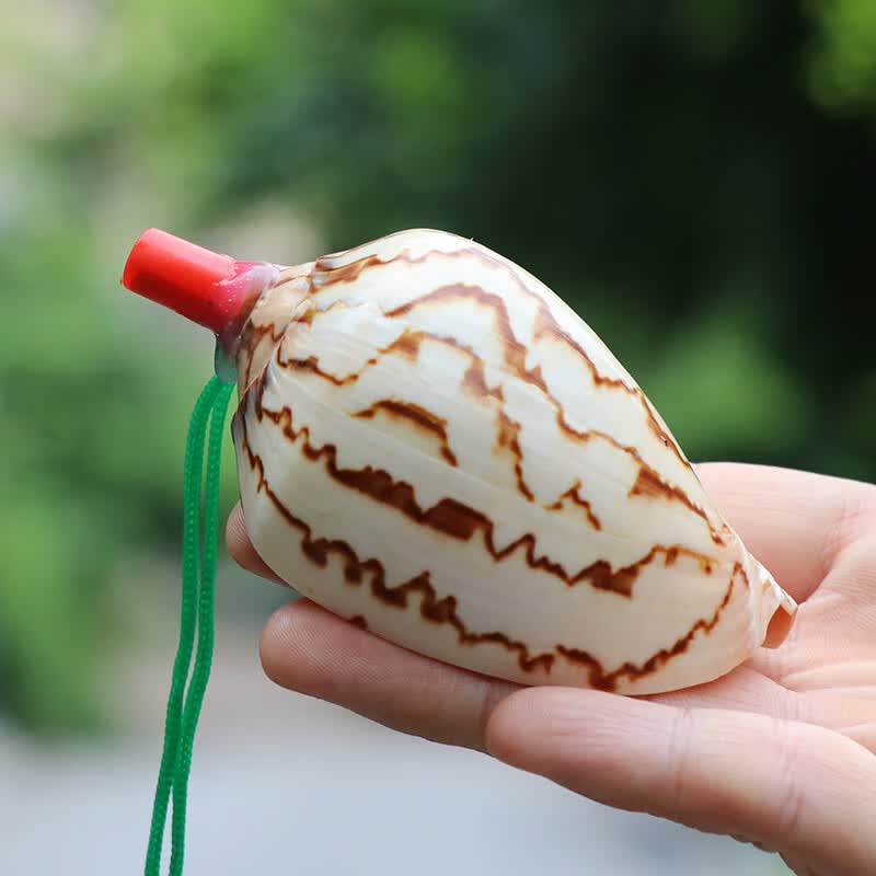 天然海螺号角儿童贝壳玩具小螺号超大海螺壳工艺品可吹响喇叭口哨