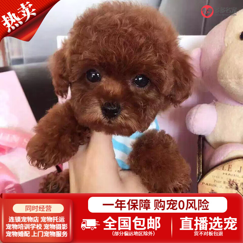 宠泰迪幼犬幼崽泰迪活体纯种宠物狗狗活体贵兵犬贵宾犬茶杯犬 棕红色