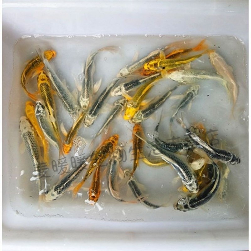 日本纯种银松叶金松叶锦鲤鱼好养易活冷水活体观赏鱼淡水 6-8cm3条 金