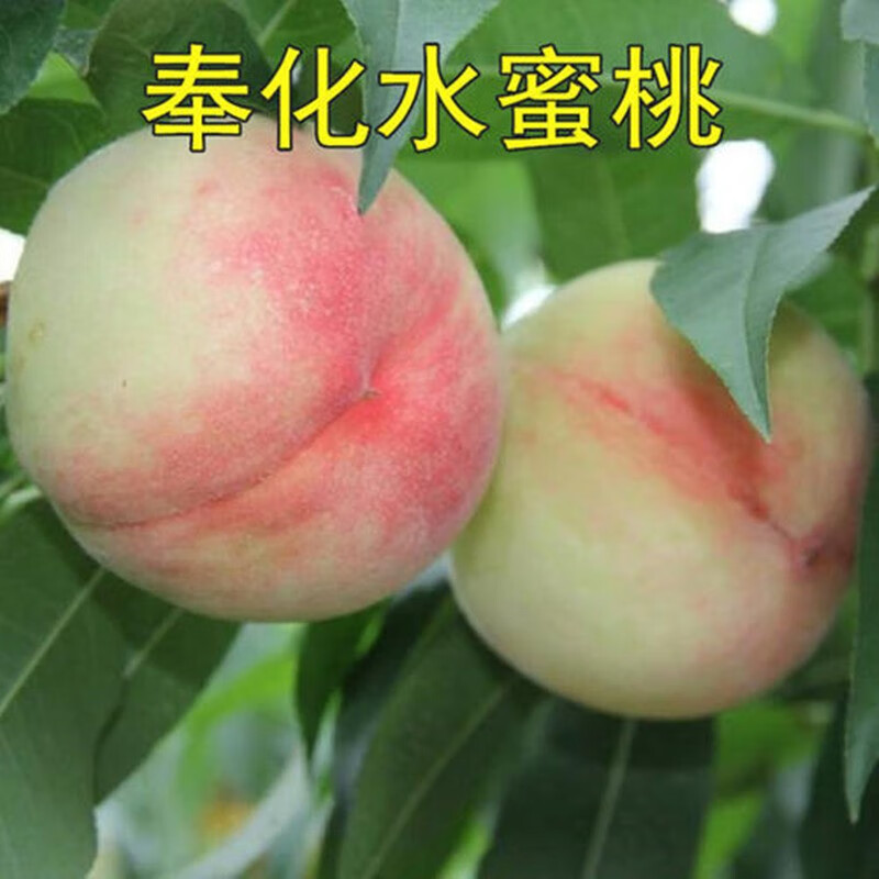 电商平台苗木历史价格查询|苗木价格走势图