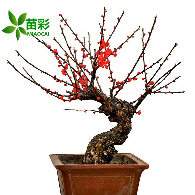 苗彩园艺【冬季耐寒】日本海棠花苗腊梅树苗梅花树盆景桂花盆栽室内外绿植花卉观花庭院阳台红梅树苗朱砂红三年苗多分枝主图2