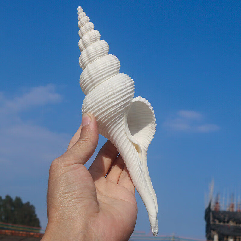 伽木撕天然海螺贝壳白法长旋螺鱼缸水族造景装饰工艺品摆件拍摄道具