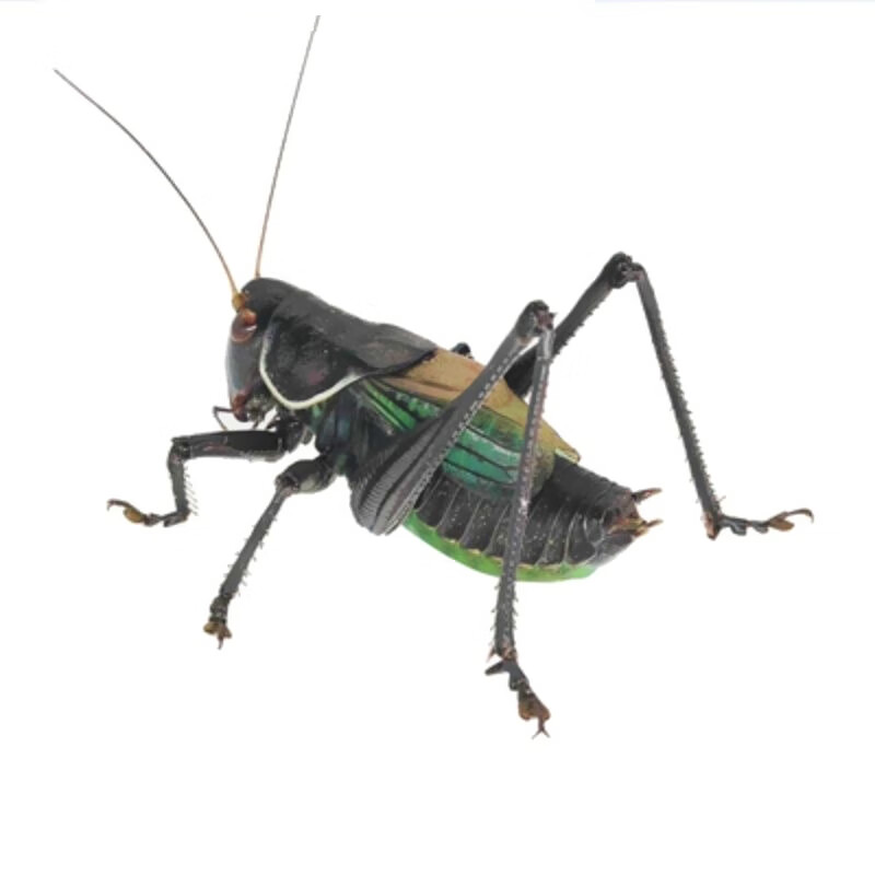 宠以沫蝈蝈活虫鸣虫新脱精品铁皮叫蝈蝈冬蝈蝈大活体大肚子野生 精品