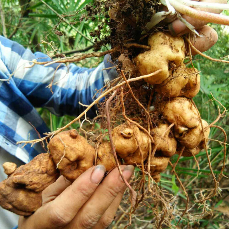 纯新鲜黄精老虎姜鸡头滇黄精煲汤九蒸九晒补品益肾 野生新鲜黄精【8年