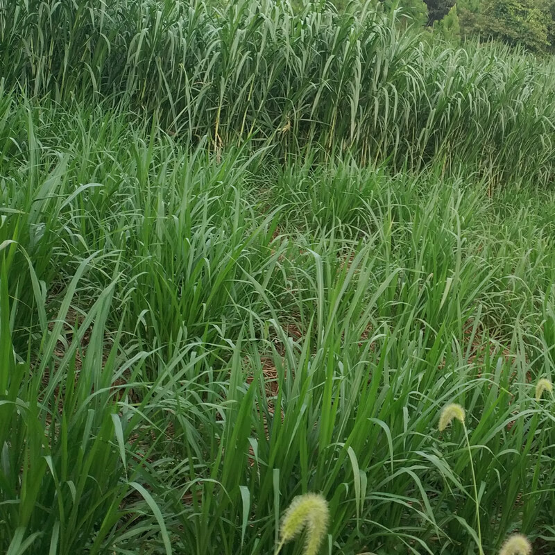 桂牧一号牧草种节增润杂交象草种子多年生四季高产草籽南方养殖草籽子