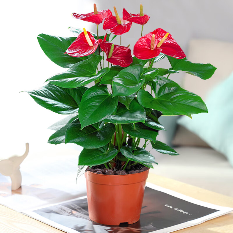 小冤家特級紅掌鴻運(yùn)當(dāng)頭盆栽綠植花卉室內(nèi)客廳好養(yǎng)四季開花白掌一帆風(fēng)順 特級大號紅掌2株原盆+肥料 含盆