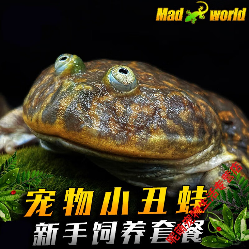 smvp小丑蛙活体老爷树蛙蓝姥爷树蛙活体宠物蛙 4-5cm小丑蛙一只