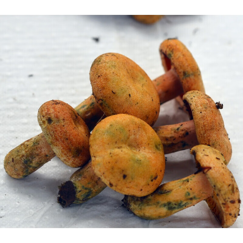 虎钢馋现货新鲜谷熟菌 枞菌重阳菌雁来蕈云南特产蘑菇500