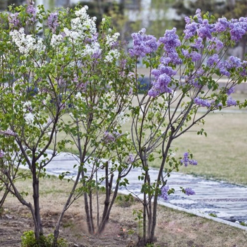 丁香花浓香花卉 可开花植物花期长 3年苗