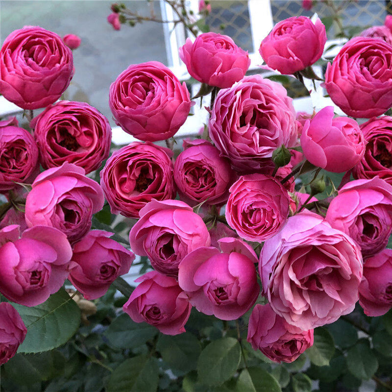 月季花 灌木月季特大花浓香果汁阳台庭院花卉植物盆栽 艾拉绒球 不含