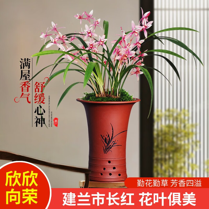 劉閣蘭花兰花建兰四季兰 小国魂 夏带花苞出售浓香四溢室内外花卉盆栽