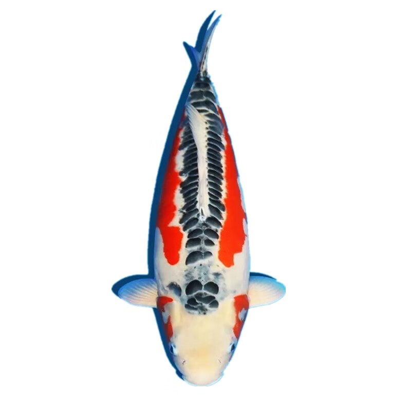 泰国半月斗鱼视频选鱼精品展示级赛级大耳半月进口观赏月光水母热带鱼活体视频选鱼 选定后客服改价 虎窝购