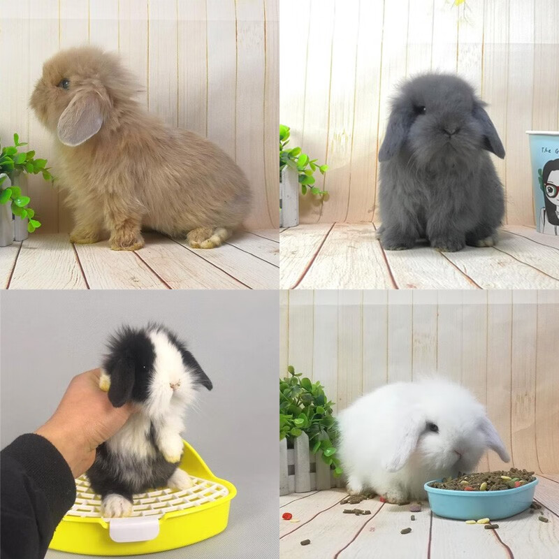 奇趣小宠宠物兔子活体荷兰垂耳兔子活物纯种网红宠物长不大小型一对幼