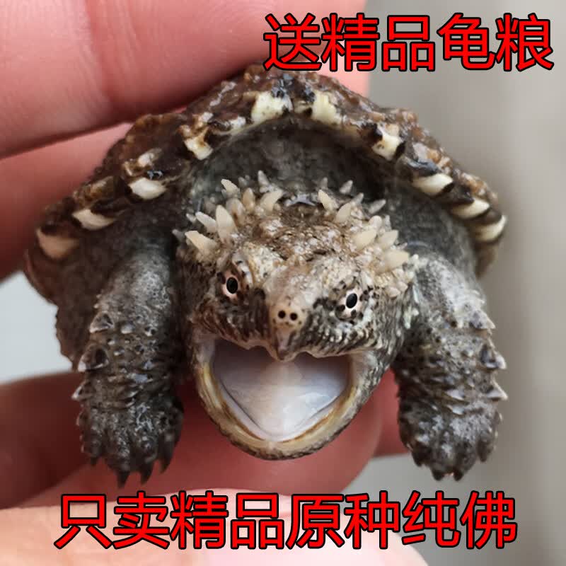 鳄龟纯佛爆刺王杂佛龟苗宠物小鳄佛罗里达乌龟活物北美小鳄龟 黄色 8-9厘米【非常耐活】  杂佛【爆刺】 一公/+龟怎么看?