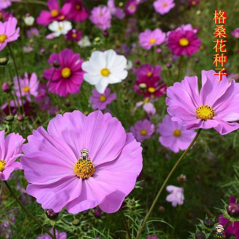 一播大地 格桑花种子 太阳花 草花种子 花卉种子四季容易播种高杆 中
