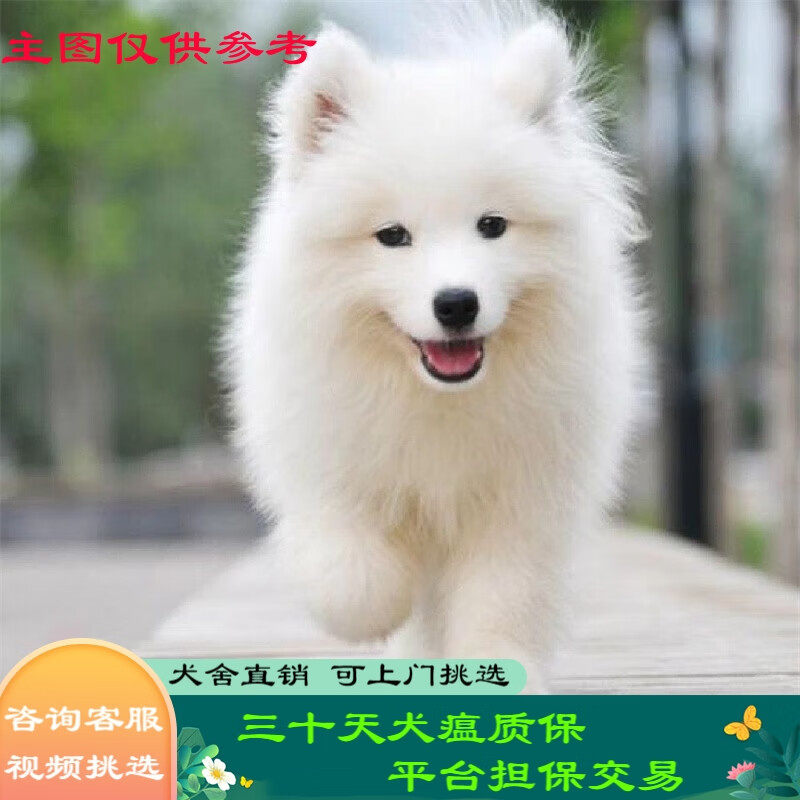 桓瑞宠物萨摩耶幼犬幼崽纯种宠物狗狗活体犬舍直销大型犬全国发货售后保障 宠物级 宠物级A款 公怎么看?