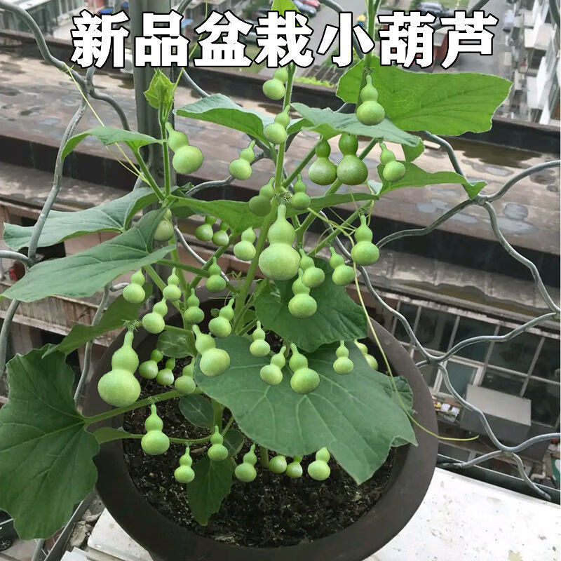 【特小手捻小葫芦种子】花卉盆栽易活四季葫芦苗种子庭院植物大全 手链小葫芦籽() 4粒+生根粉