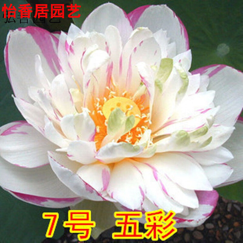 池塘大型荷花种子高产莲蓬莲子花多高产藕莲花种子 五彩20粒