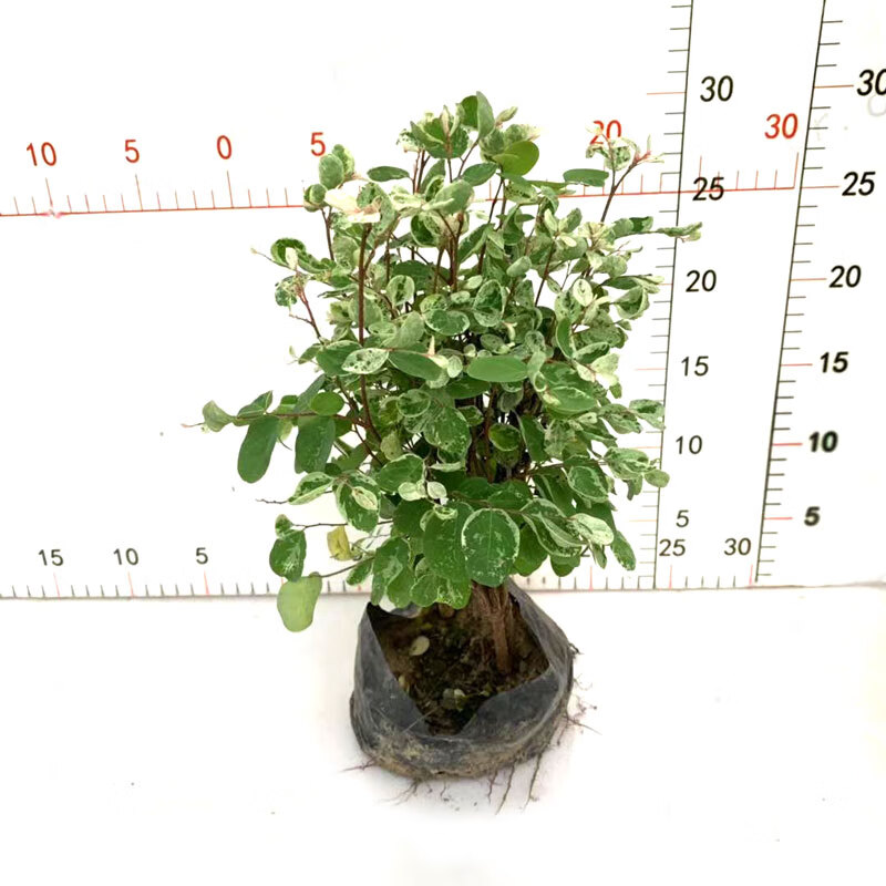 翠芦莉耐热红背桂耐热耐晒盆栽室外阳台庭院绿植观叶苗 雪花木袋苗1盆