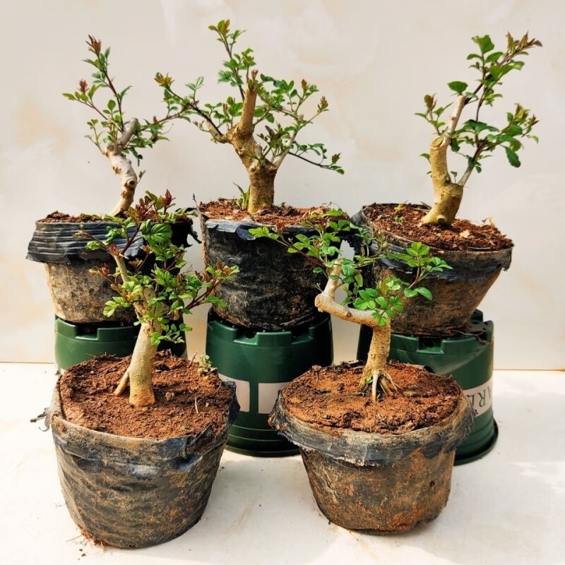 对节白蜡微型盆景桌面阳台盆栽带营养钵原土易存活绿植盆栽 对节白蜡