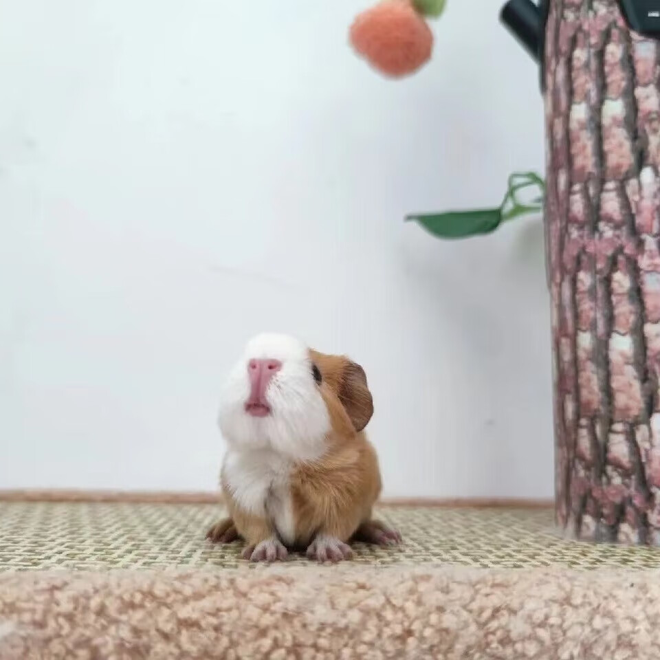 宠悦荷兰猪活体宠物豚鼠天竺鼠宠物家养宠物易饲养 黄白荷兰猪(公母