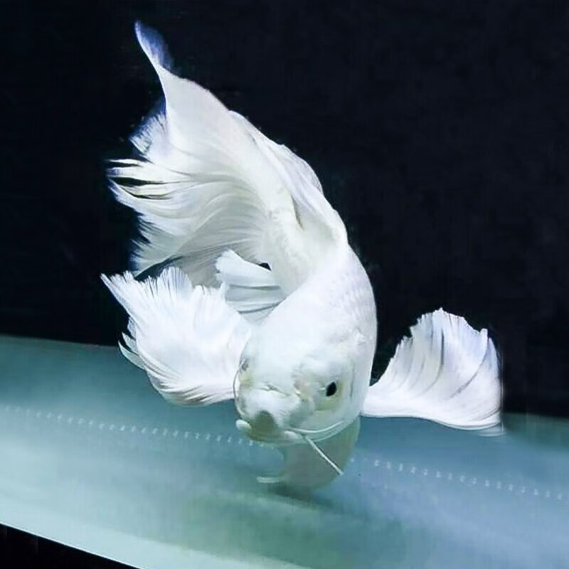 台湾蝴蝶鲤活体白金锦鲤白金龙凤冷水热带观赏鱼苗淡水短身龙凤长尾