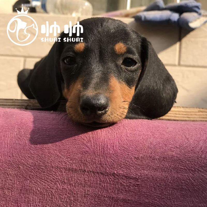 帅帅名宠北京犬舍 纯种德国腊肠犬幼犬幼崽 小型短毛犬 红色铁包金色