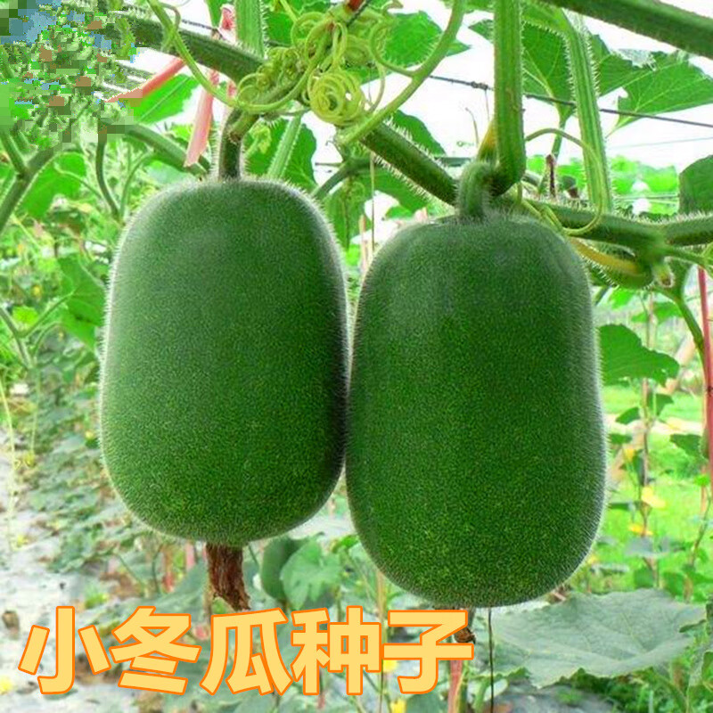花俊绿春小冬瓜种子迷你水果冬瓜种籽四季高产蔬菜一串铃庭院高产